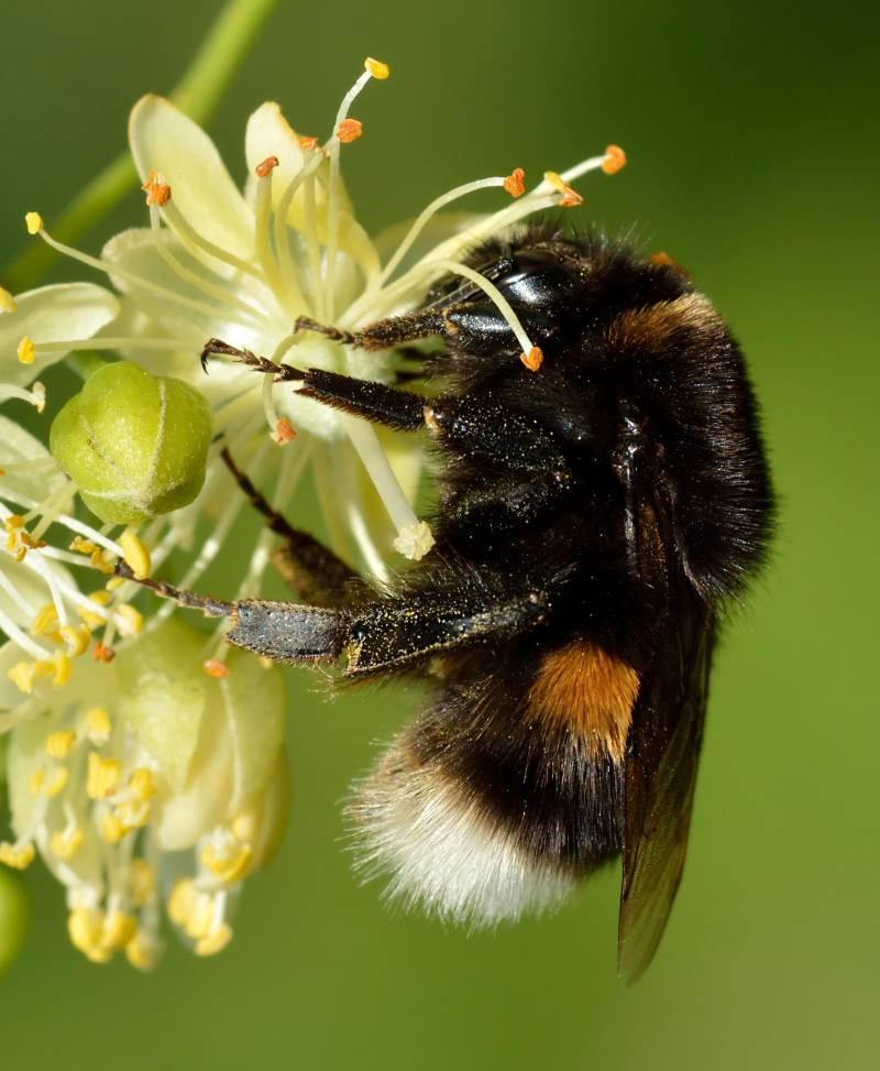 ./bumblebee_2_1788783581992