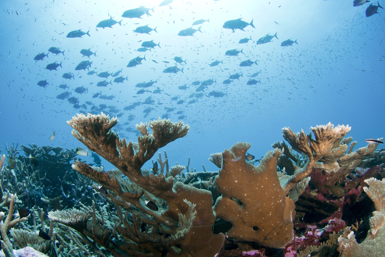 ./coral_reef_1788786371862