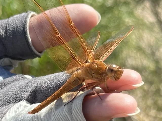 ./dragonfly_1788784368428