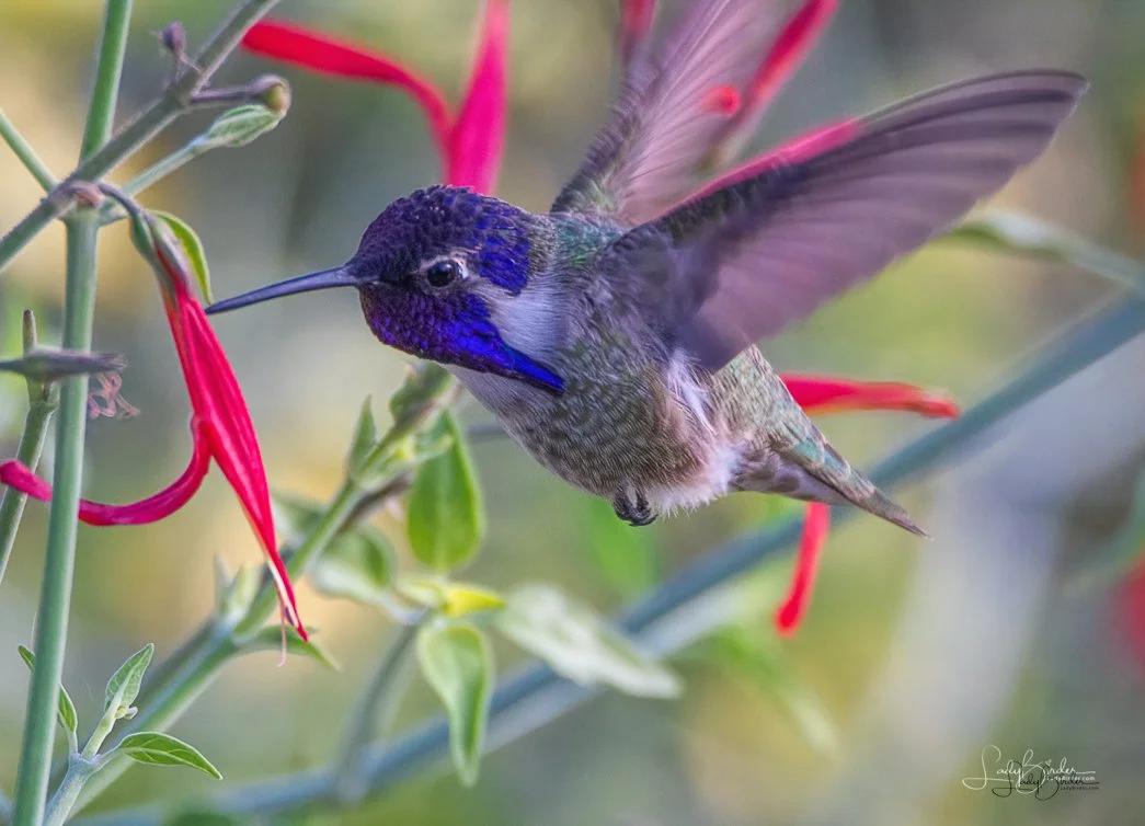 ./hummingbird_1788783768243